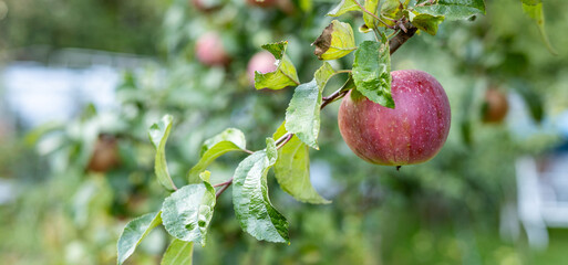 Bountiful apple tree laden with ripe apples. The branches are heavy with fruit, and the green...