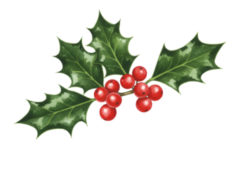 Isolated PNG Illustration of Holly Berries and Green Leaves for Christmas
