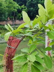 Various green trees in the village. Lush rural landscape with diverse tree types