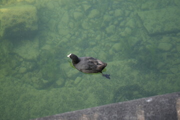 Eurasian Coot Swimming on Clear Waters of Lake Zug, Switzerland