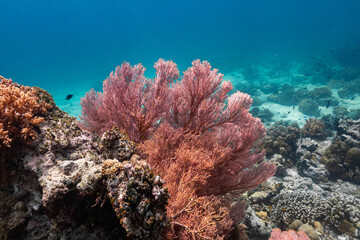 Sea Fan, a beautiful soft coral in the clear tropical sea in Bali, Indonesia.