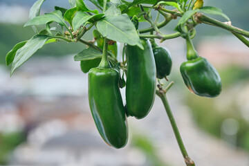 Fresh green jalapeno peppers growing on plant
