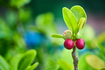 Vibrant red berries on lush green foliage