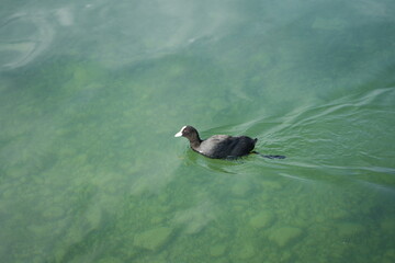 Eurasian Coot Swimming on Clear Waters of Lake Zug, Switzerland