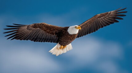 Fototapeta premium Majestic bald eagle soaring against a vibrant blue sky
