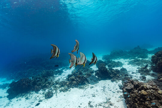 Batfish in the clear blue sea.
