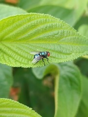 Fototapeta premium Detailed view of lush green leaves showcasing intricate textures and vibrant foliage in daylight.