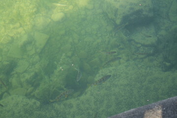 fish swimming in the lake of zug, switzerland