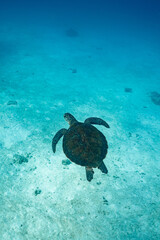 Sea turtles are swimming in the deep sea.