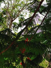 Various green trees in the village. Lush rural landscape with diverse tree types