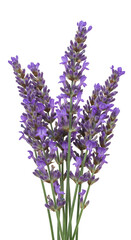 Isolated Transparent Background of Purple Lavender Flower Bouquet Blossom