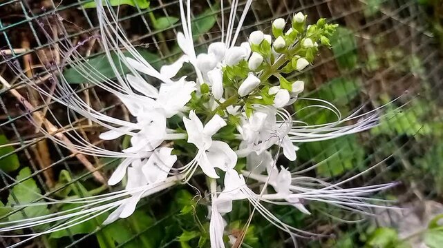 The Benefits of Cat's Whiskers (Orthosiphon stamineus) for Kidney Stones