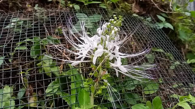 The Benefits of Cat's Whiskers (Orthosiphon stamineus) for Kidney Stones