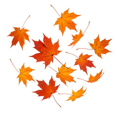 Obraz premium Colorful maple leaves gracefully falling isolated on white or transparent background. PNG format.
