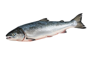 Naklejka premium Isolated PNG of Fresh Silver Salmon Fish Seafood and Animal