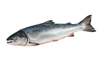 Isolated PNG of Fresh Silver Salmon Fish Seafood and Animal