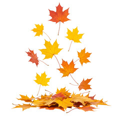Fototapeta premium Colorful maple leaves gracefully falling isolated on white or transparent background. PNG format.