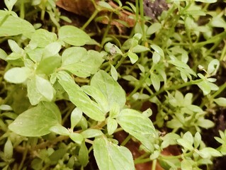 Detailed view of lush green leaves showcasing intricate textures and vibrant foliage in daylight.