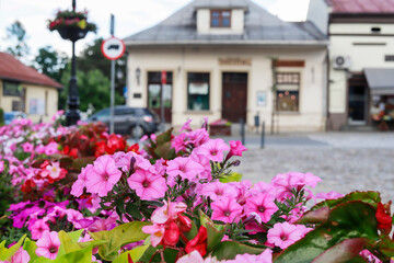 STARY SACZ, POLAND - JULY 12, 2025: Beautiful petunia (surfinia) flowers in the city.
