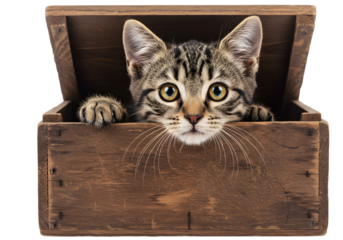 Cute Kitten Peeking Out Of Wooden Box Pet Portrait With Transparent BG
