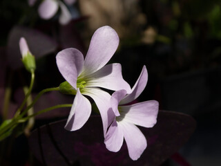 Soft Lavender Oxalis Flowers with a Bud and Dark Background