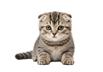 Obraz premium Cute Tabby Kitten Scottish Fold Isolated with Transparent Background