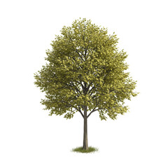 Isolated Tree Transparent Background Green Foliage Plant Outdoor