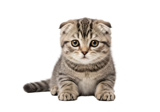 Cute Tabby Kitten Scottish Fold Isolated with Transparent Background