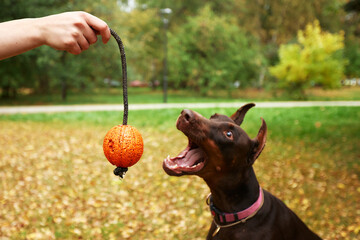 Close-up of Doberman pinscher and owner's hand with toy outside in autumn park. Caring owner...