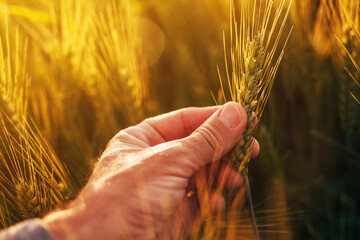 Farmer examining wheat crop plant in summer sunset, closeup of hand touching wheat ear