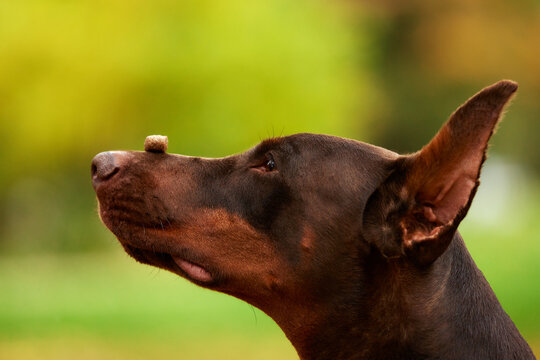 Close-up of a Doberman pinscher with a treat on his nose outdoors in an autumn park. Caring owner training his dog. Human and pet are happy together. Love and care for pets concept.