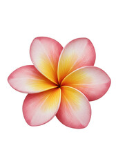 Illustration Of Pink And Yellow Frangipani Flower In Transparent Background