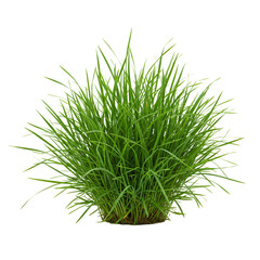 Lush Green Grass: Vibrant Nature Texture for Design