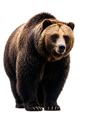 Isolated Portrait of a Brown Bear Mammal on Transparent Background