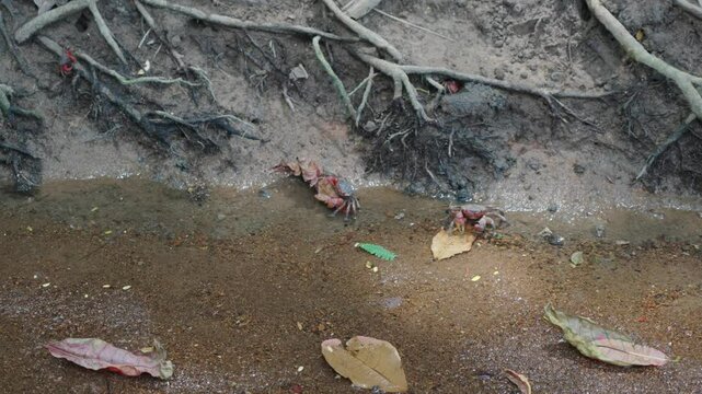 Red mangrove crabs eat leaves in a shallow, clear stream in the Seychelles. Amazing tropical nature