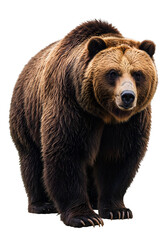 Isolated Portrait of a Brown Bear Standing Wildlife Transparent Background