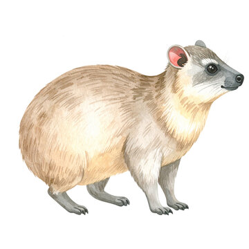 Rock Hyrax Portrait: Captivating illustration of a rock hyrax, showcasing its unique features, natural habitat, and the beauty of the wild. 