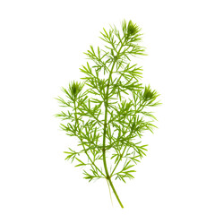 Fototapeta premium Stunning Green Plant Sprig: Detailed Macro Photography