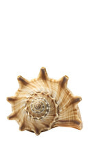 Obraz premium Isolated Transparent Seashell Spiral Pattern Texture Conch Shell Beige Illustration
