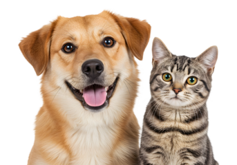 Isolated Portrait of a Golden Dog and Striped Cat Best Friends