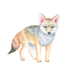 Jackal Portrait: A captivating watercolor illustration depicts a vigilant jackal, exuding both caution and grace. The artwork focuses on the jackal's keen gaze.