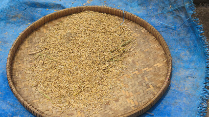 raw unmilled rice paddy grain scattered on a bamboo tray for drying processes and for winnowing...