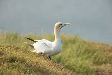 Northern gannet, Morus bassanus, during breeding season, on sea cliffs, single seabird