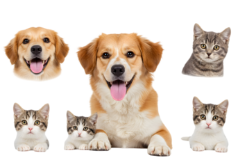 Dog and Cat Portrait on Transparent Background Puppy and Kitten Pets