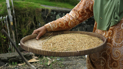asian farmer is winnowing raw rice grain using traditional bamboo tray to separate husk