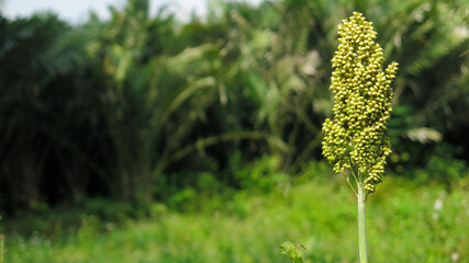 young sorghum stalk and seed in sunny day, bokeh, selective focus. field of sweet sorghum, biofuel...