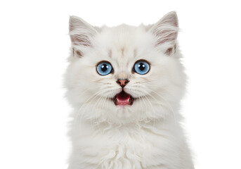 Isolated Portrait Of A Small White Cute Kitten With Blue Eyes