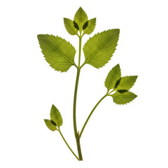 Fototapeta premium Lamium Galeobdolon: Botanical Illustration of Yellow Archangel