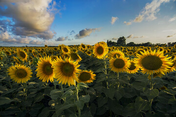 Fototapeta premium Expansive sunflower field during golden hour, illuminated by the soft light of sunset.