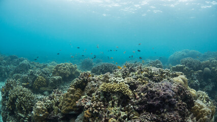 scuba diving in Moalboal Ocean